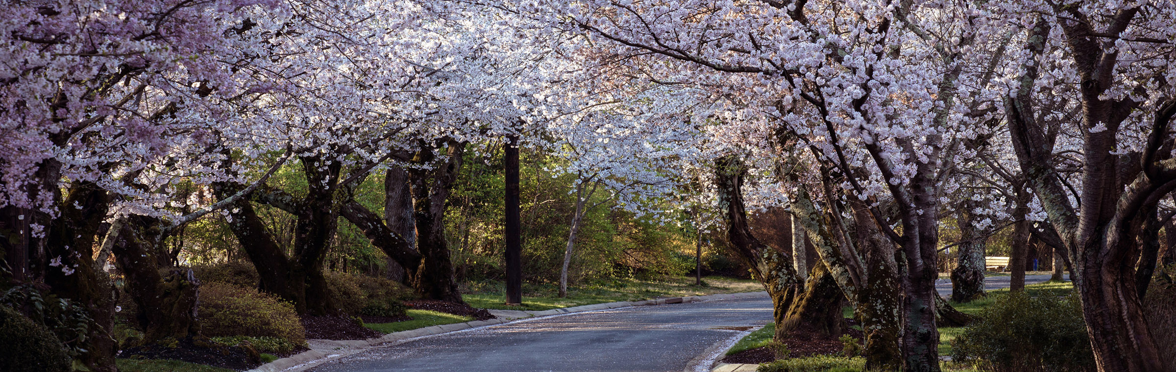 residential street lined with blossoming trees