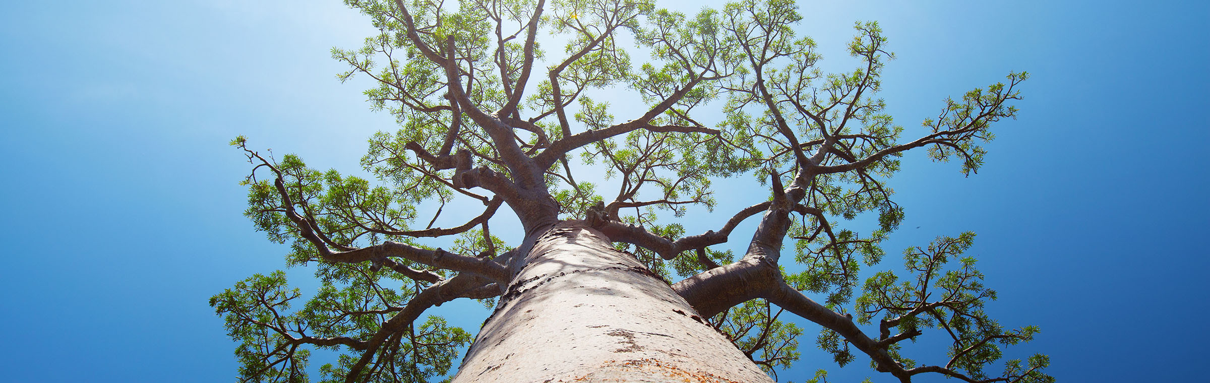 baobab tree with green leaves on a blue clear sky