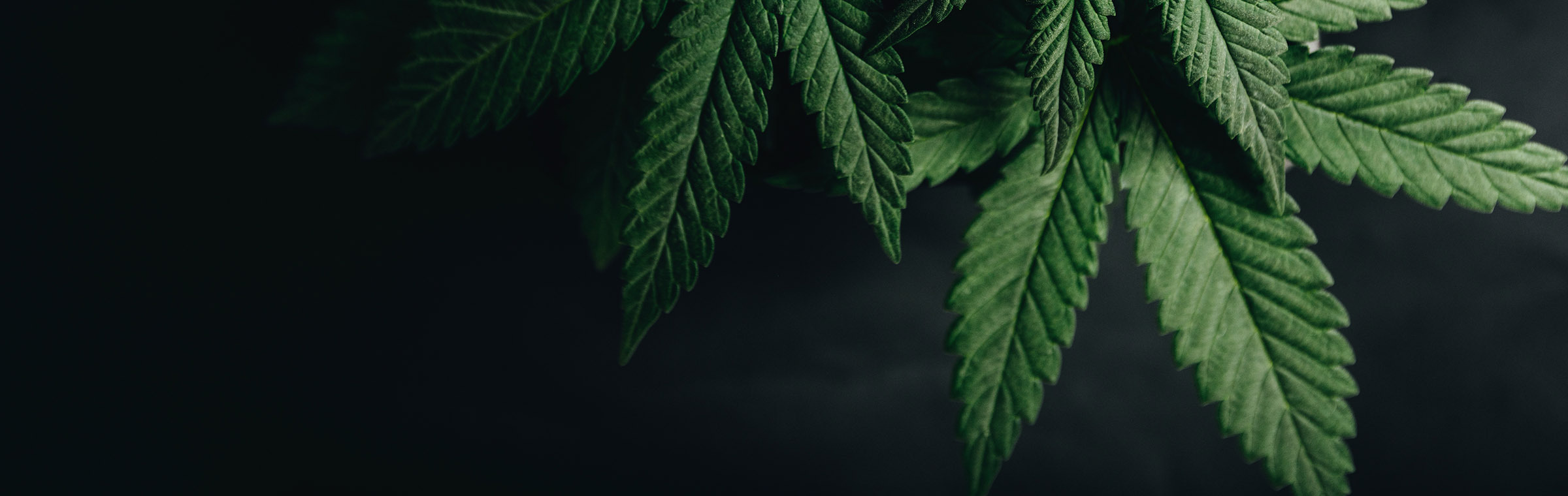 cannabis plant on a back background
