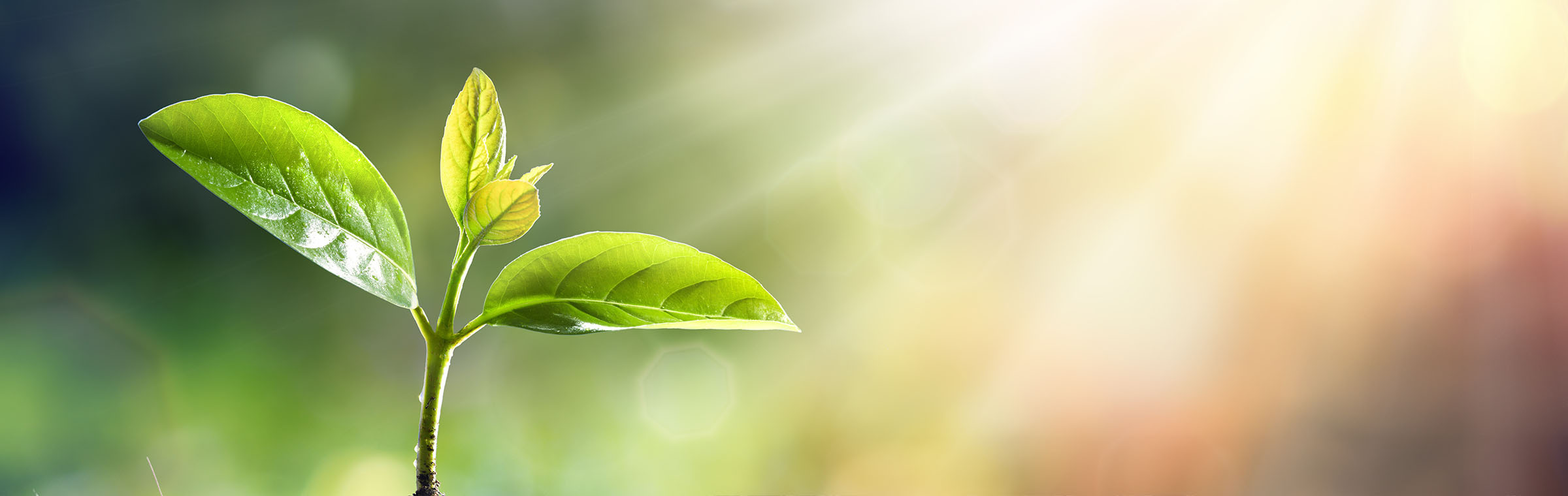 sunbeams shining on a small plant