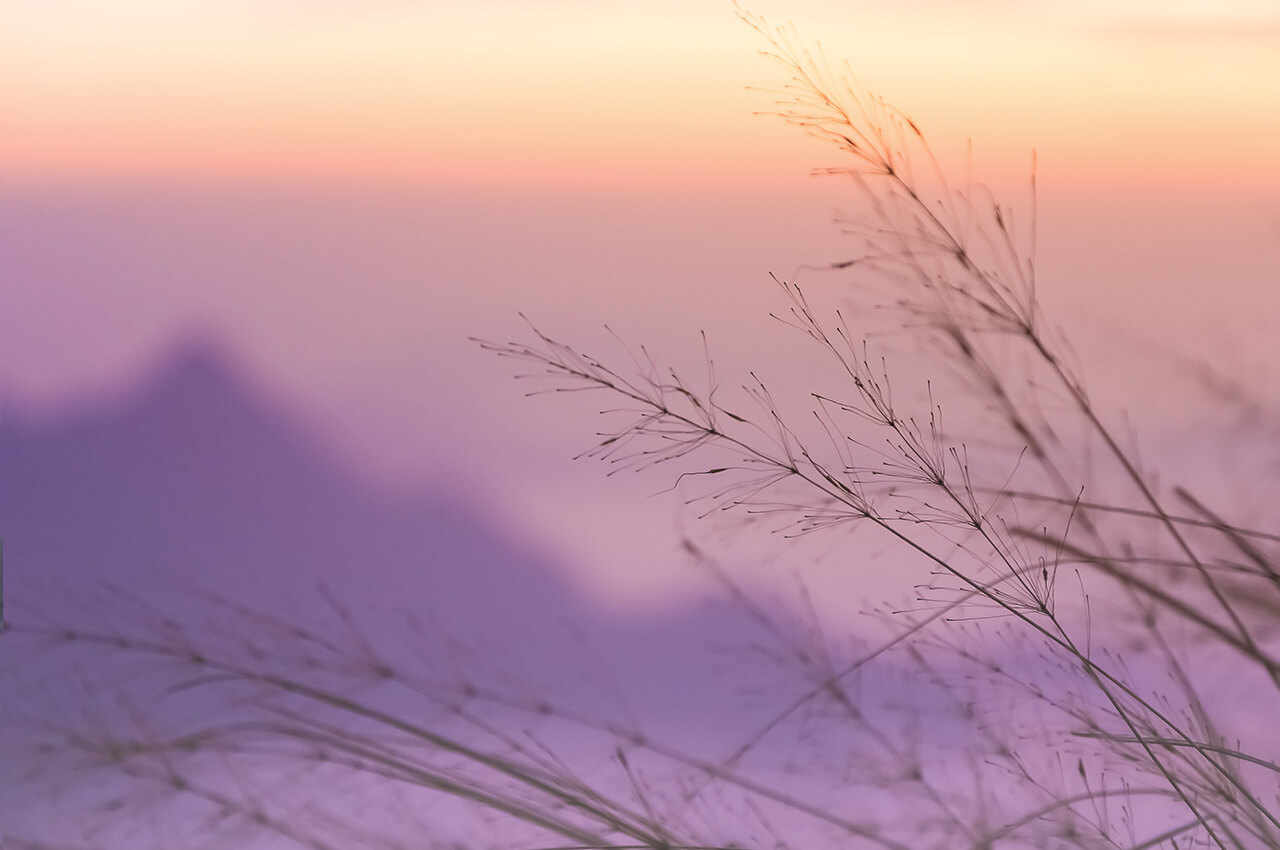 closeup of wild grass with lavender background