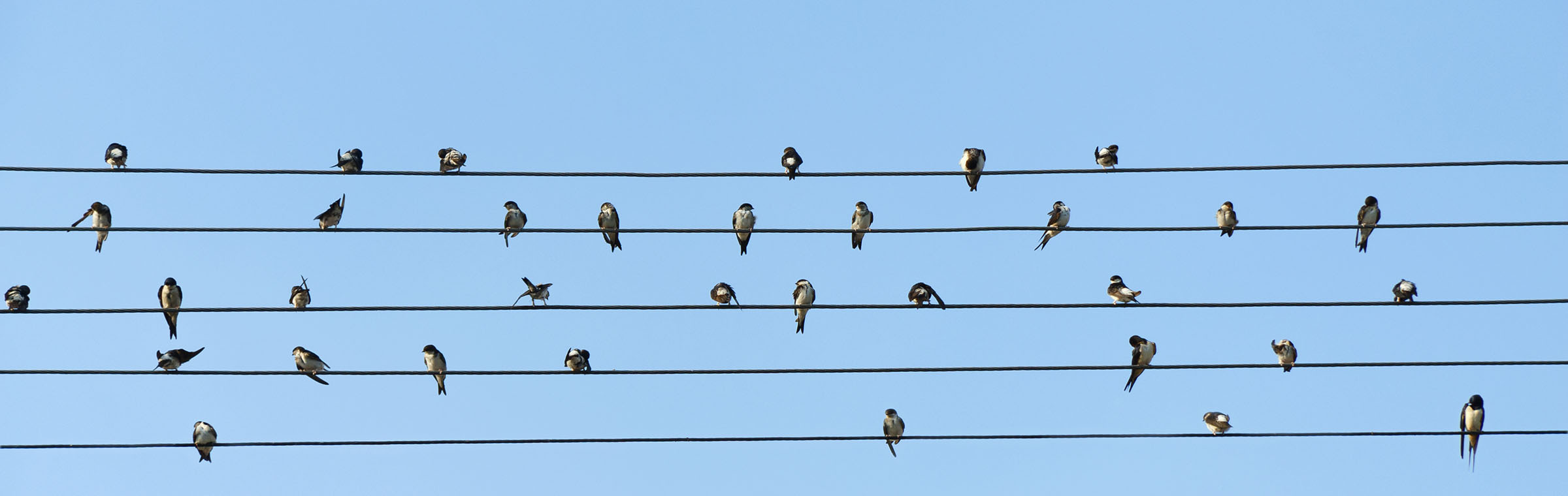 Birds sitting on electrical wires against blue sky