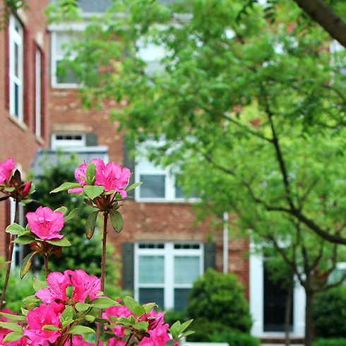 blossoming rhododendron bush with pink flowers at a townhouse courtyard