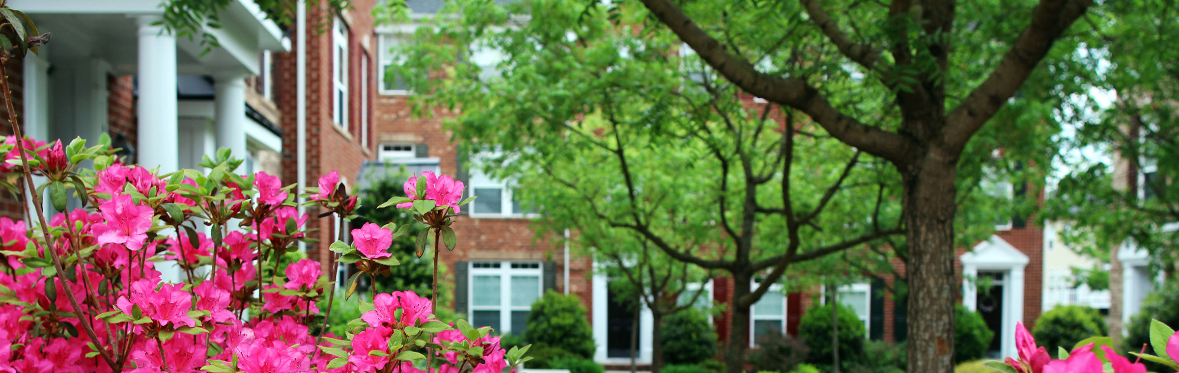 blossoming rhododendron bush with pink flowers at a townhouse courtyard